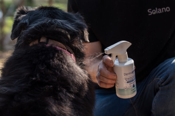 DermaProtect לכלב ולחתול תמונות חוץ